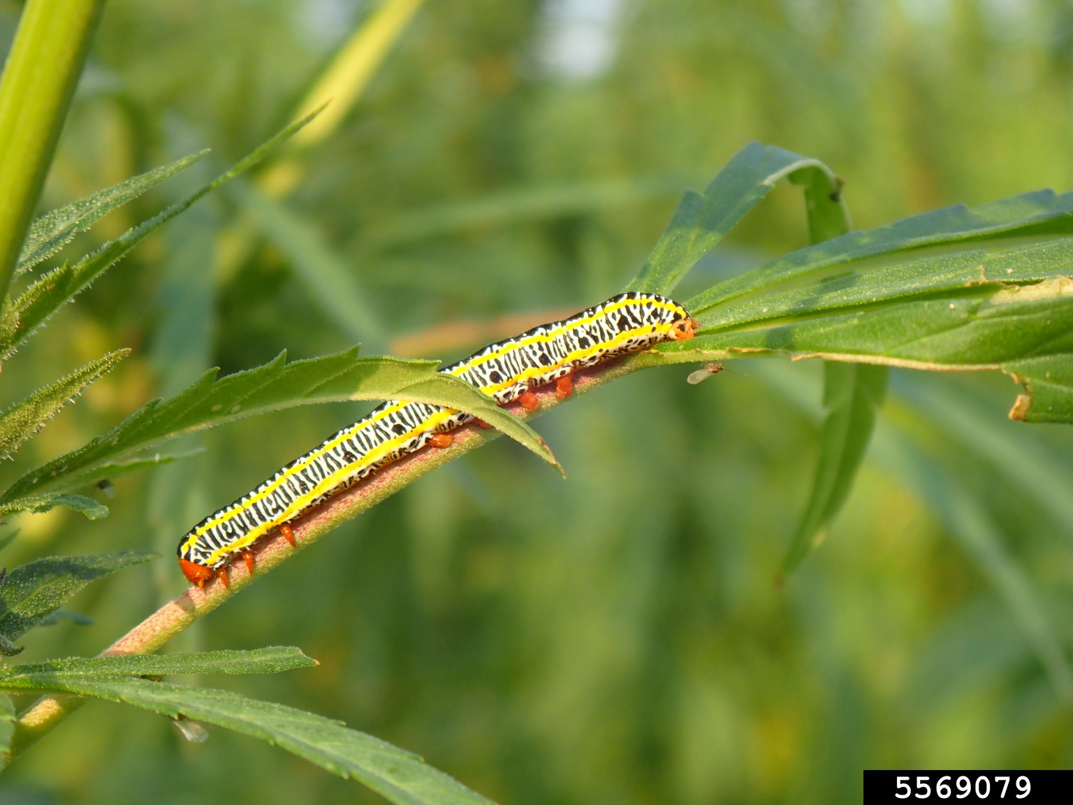 zebra caterpillar (Melanchra picta)