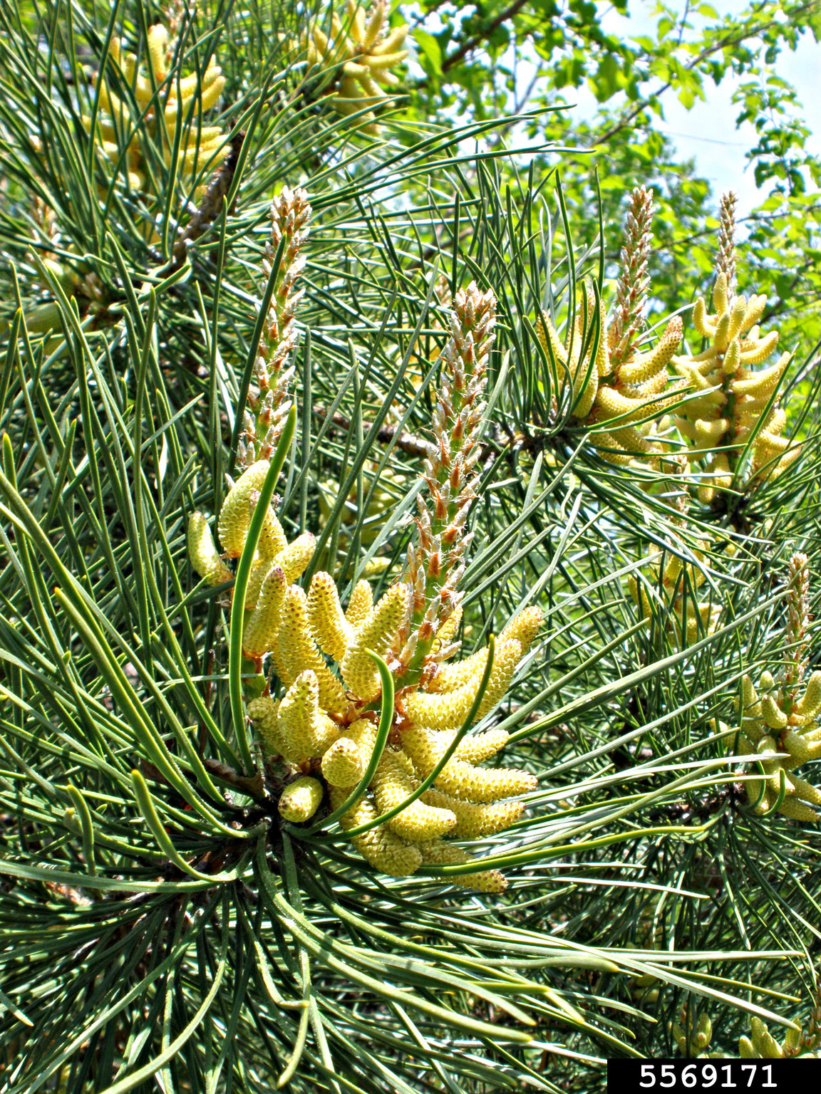 pitch pine (Pinus rigida)