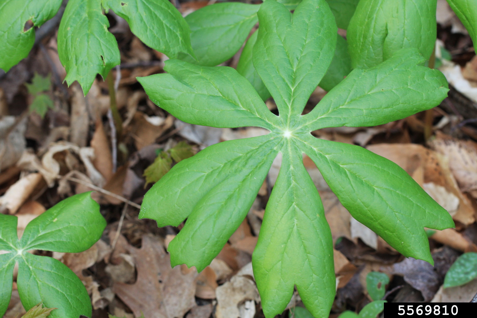 mayapple (Podophyllum peltatum)