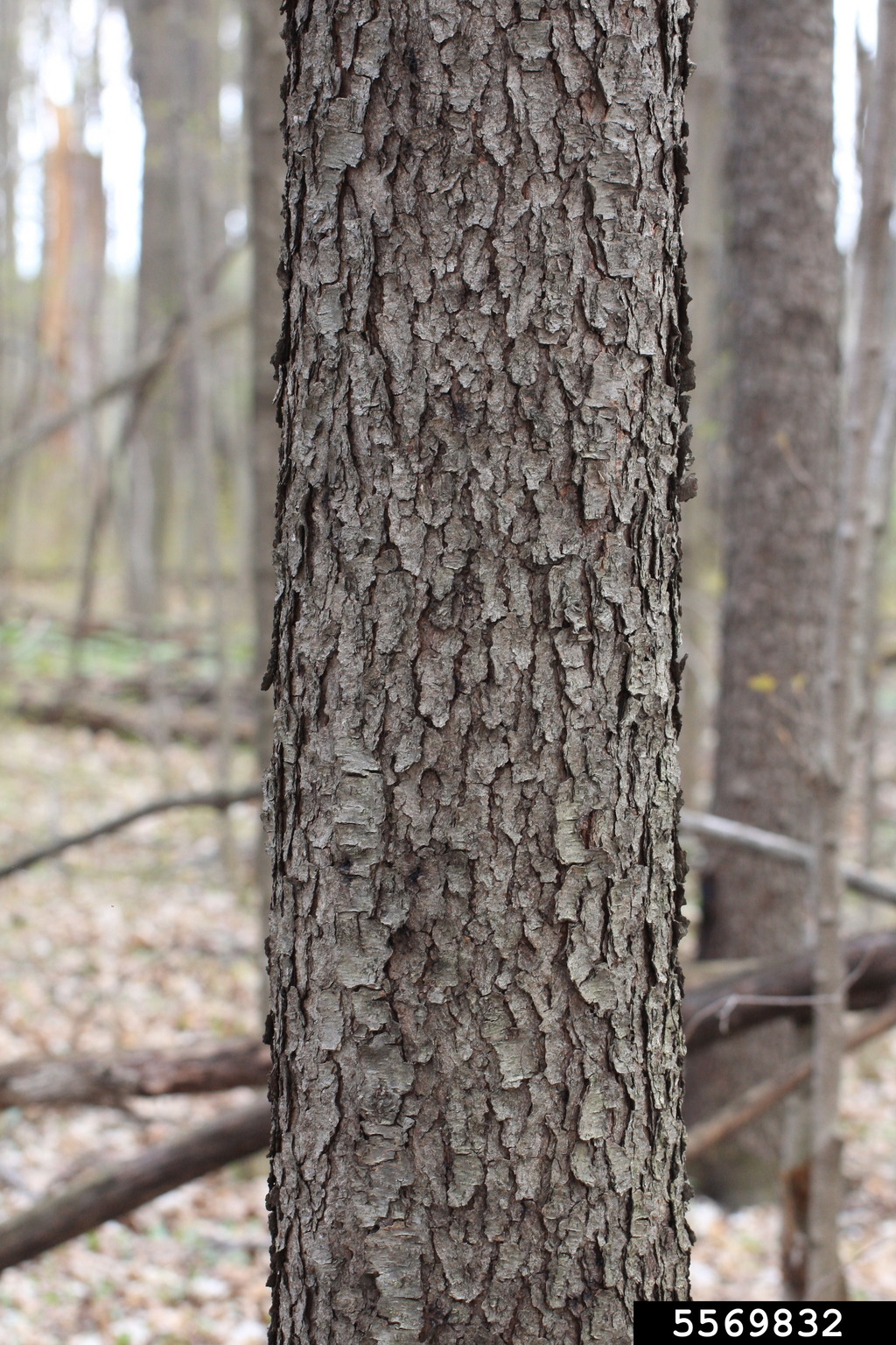 black cherry (Prunus serotina)
