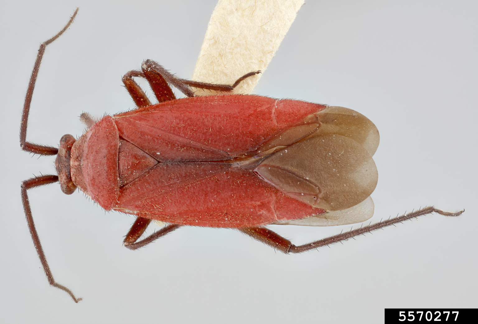 caragana plant bug (Lopidea dakota)