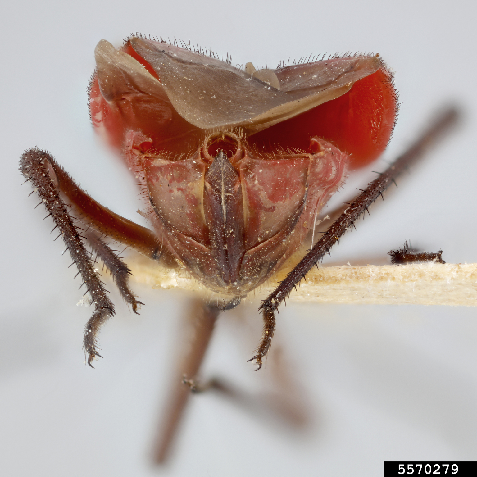 caragana plant bug (Lopidea dakota)