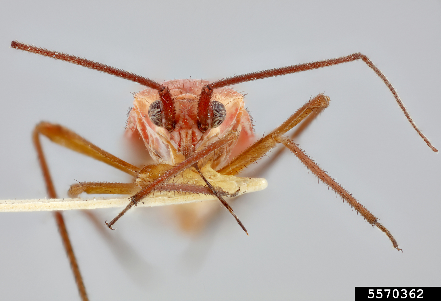 caragana plant bug (Lopidea dakota)
