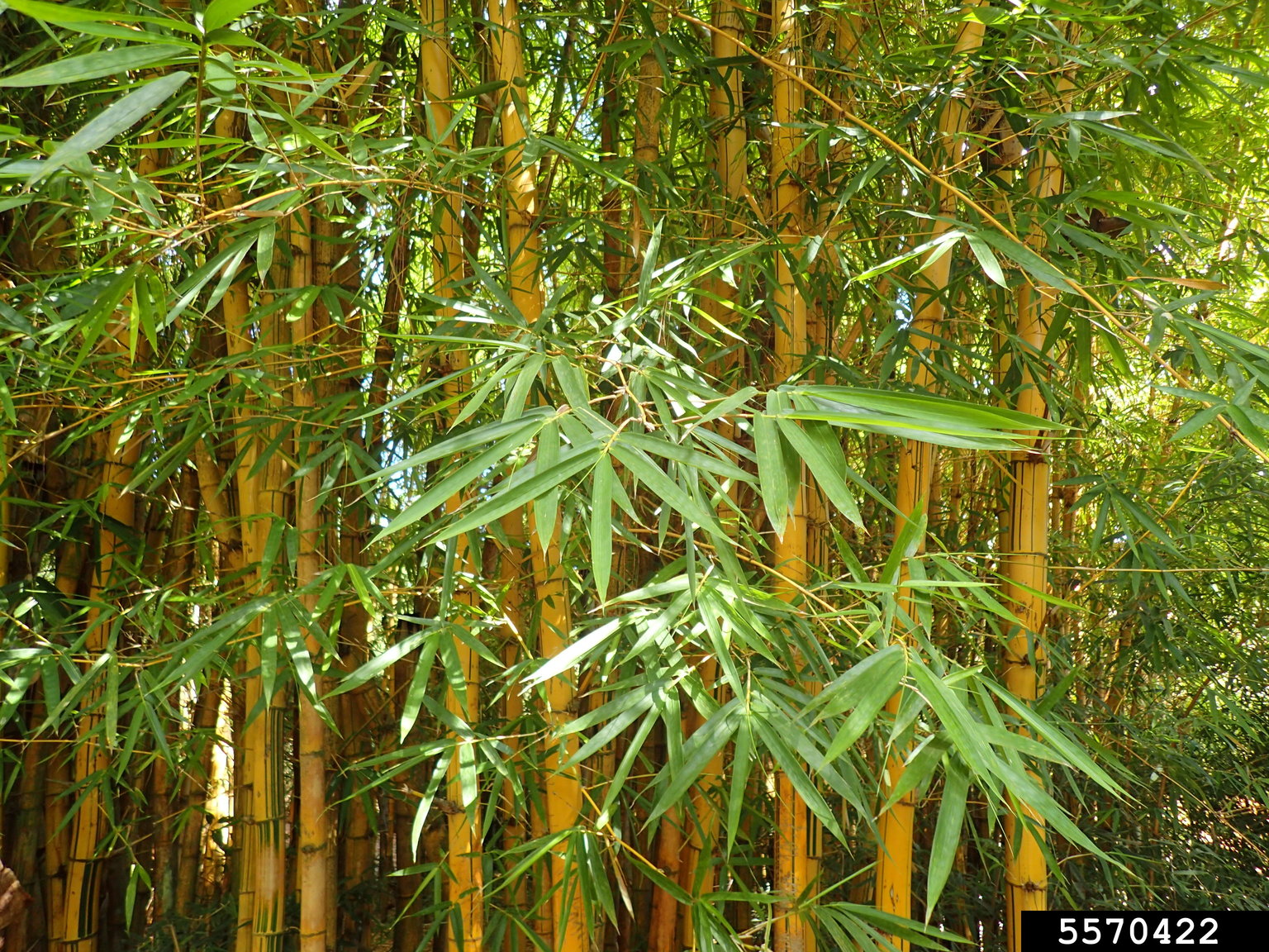 common bamboo (Bambusa vulgaris)