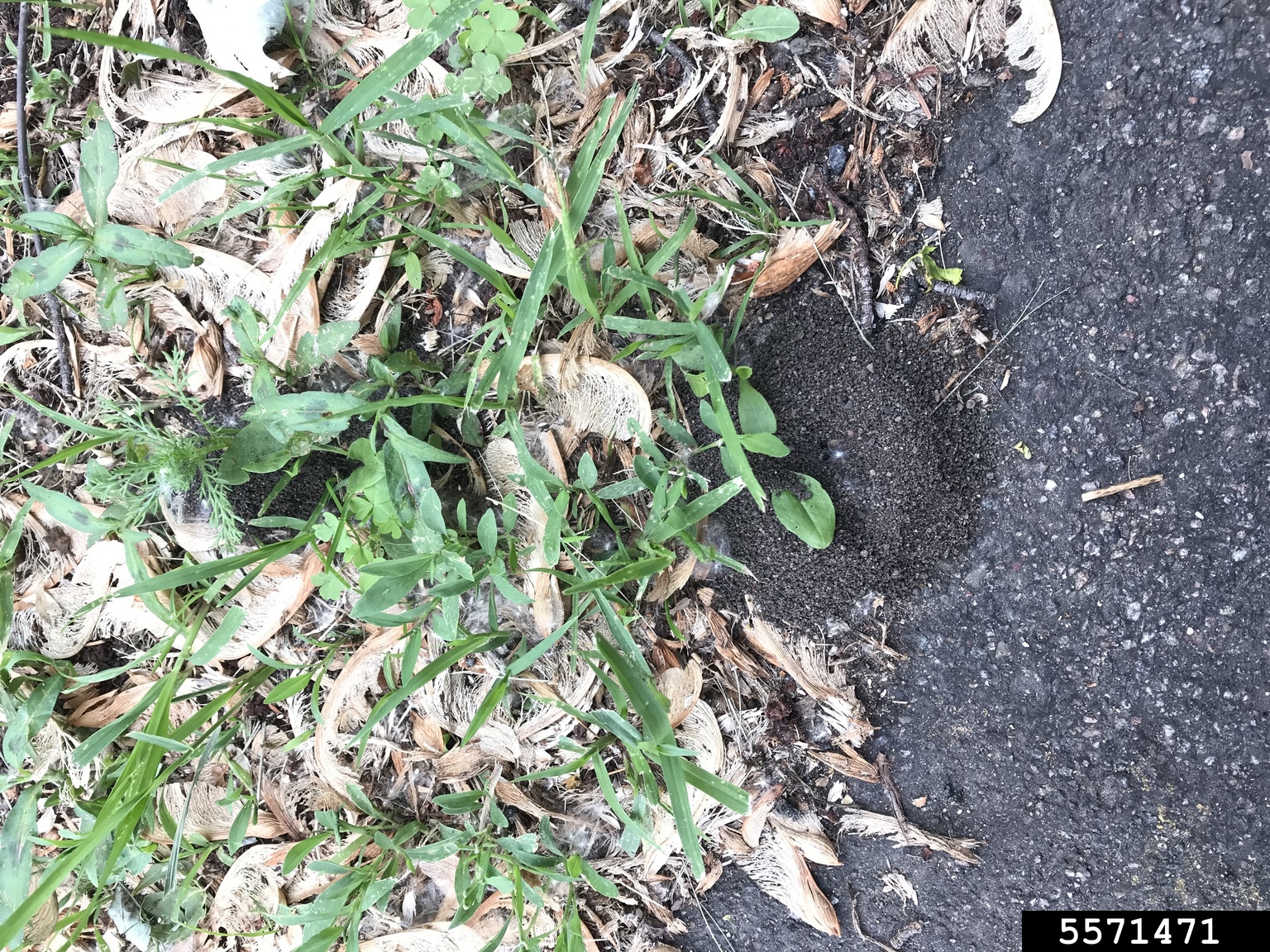 cornfield ant (Lasius alienus)