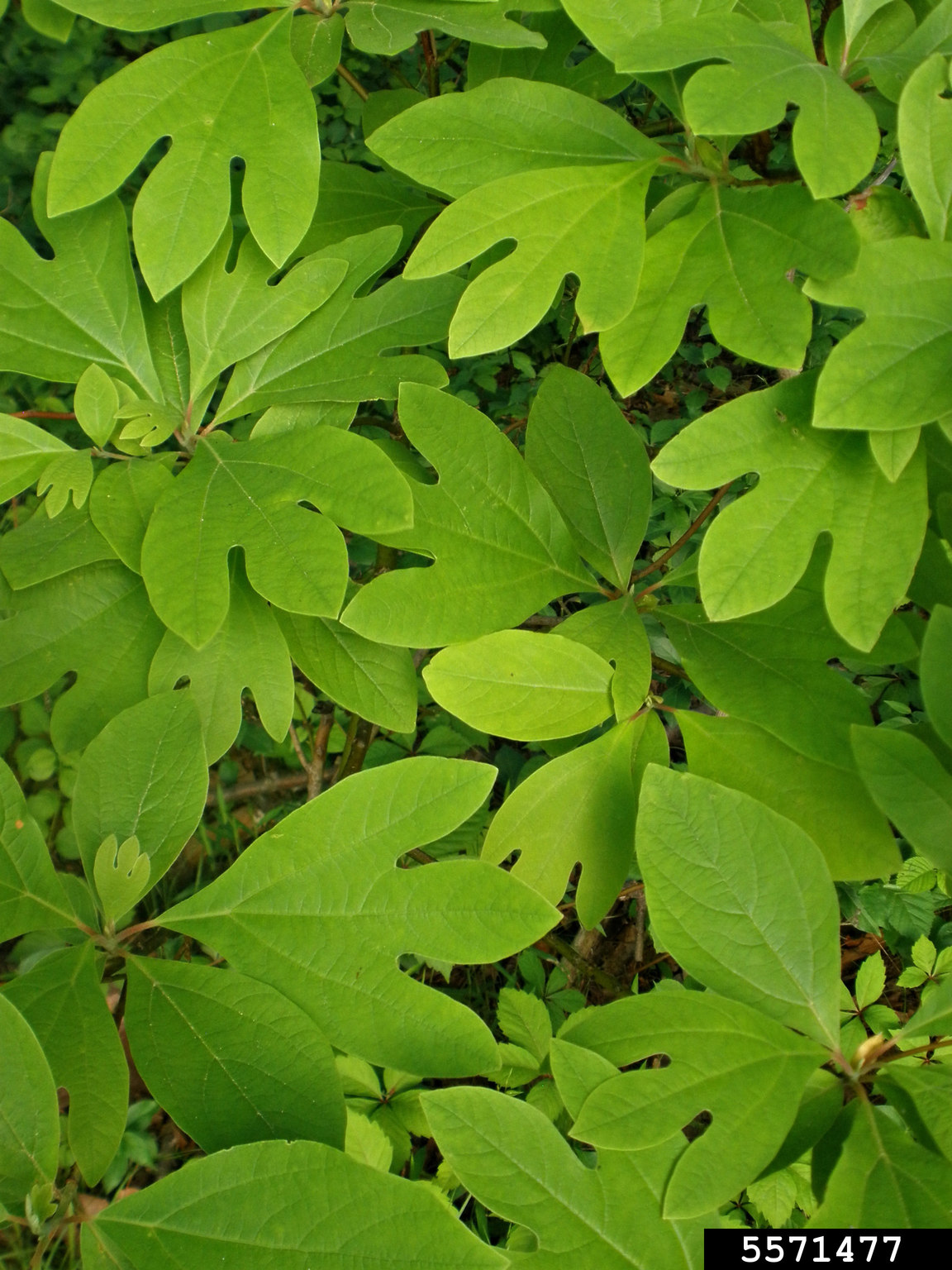 sassafras (Sassafras albidum)