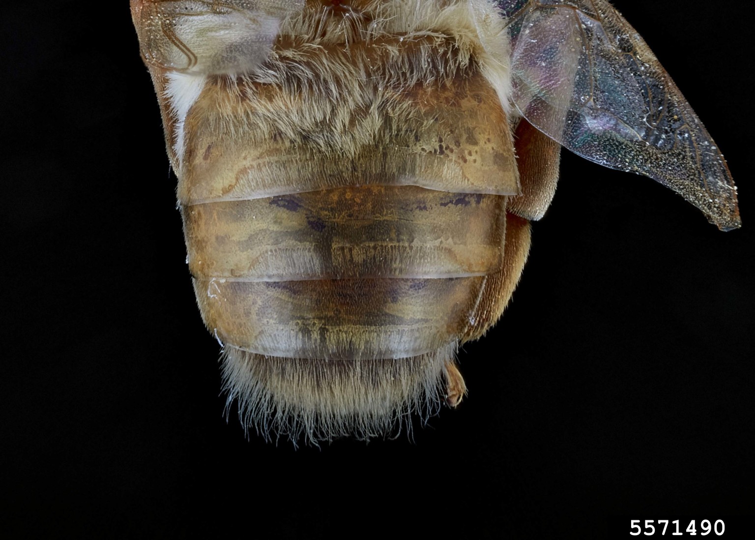 honey bee (Apis mellifera Linnaeus)