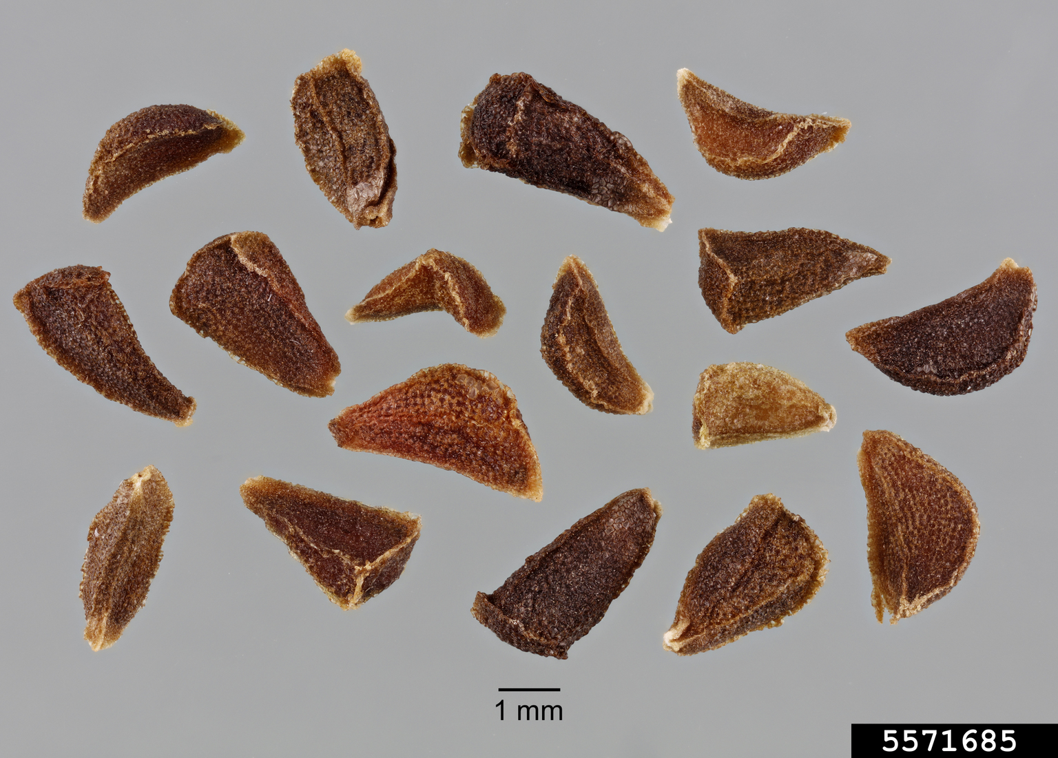 African rue (Peganum harmala L.)