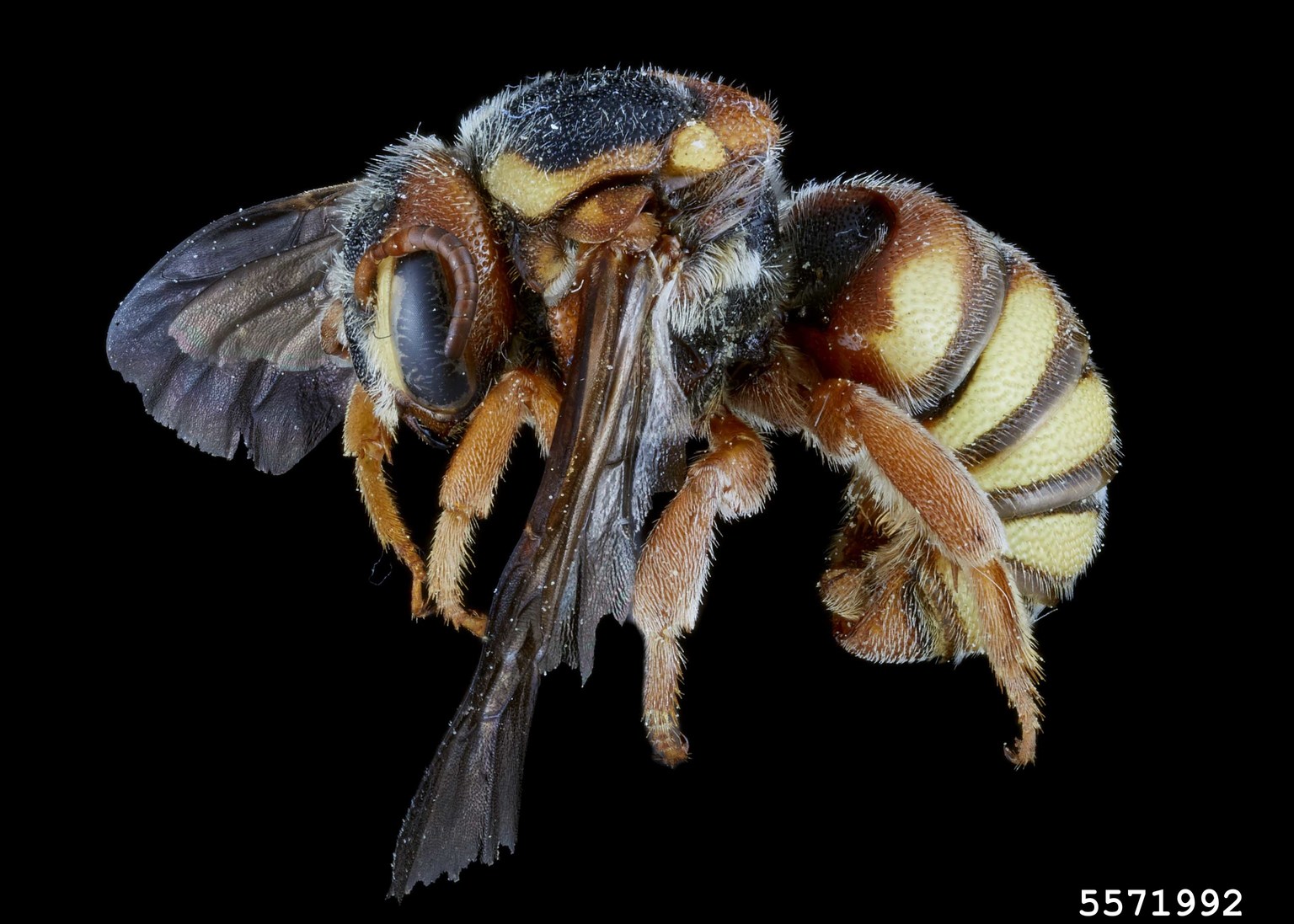 Bee (Genus Stelis Panzer, 1806)
