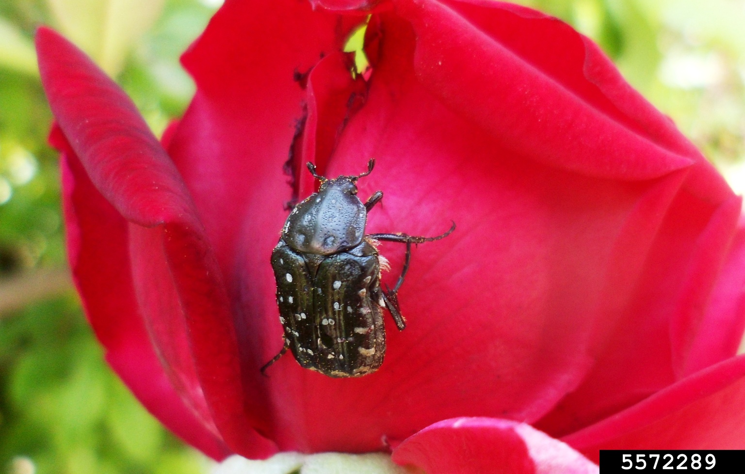 whitespotted rose beetle (Oxythyrea funesta)