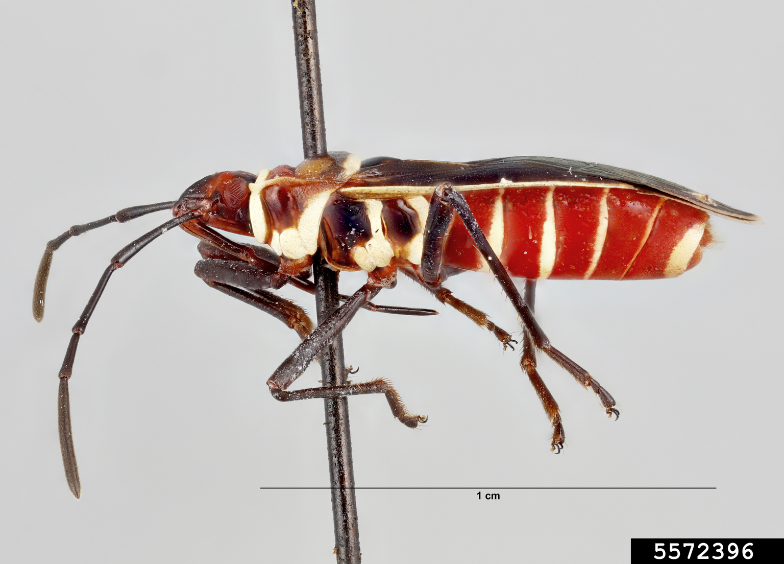cotton stainer (Dysdercus mimuloides)