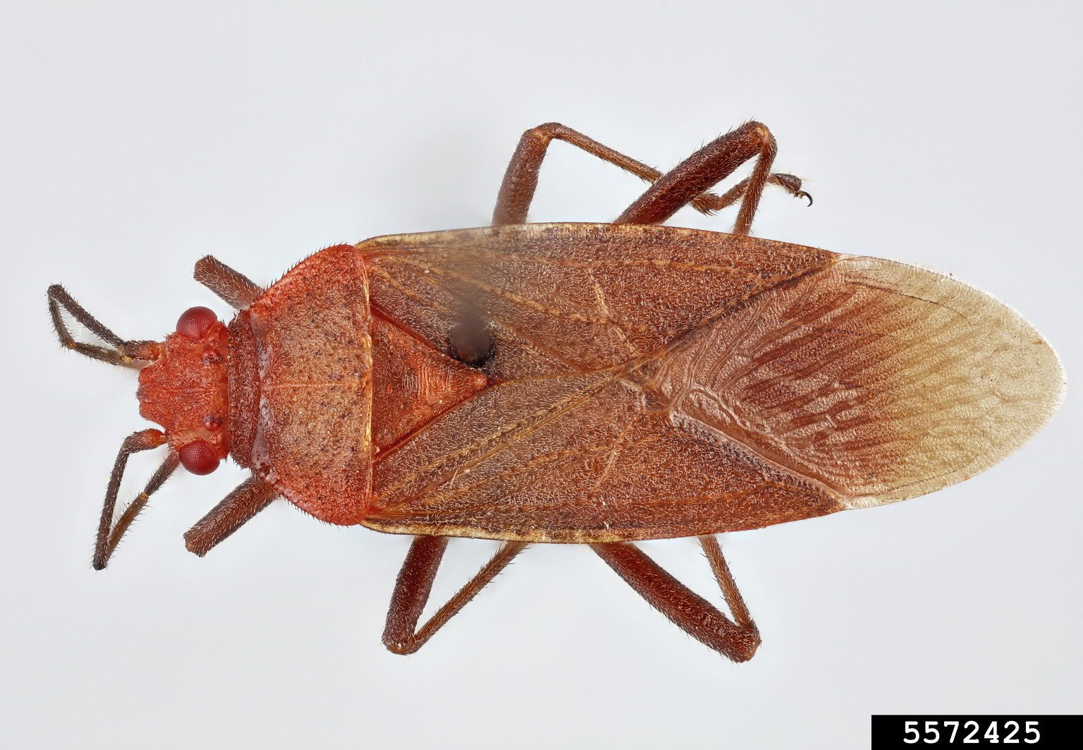 Soapberry bug (Jadera sanguinolenta)