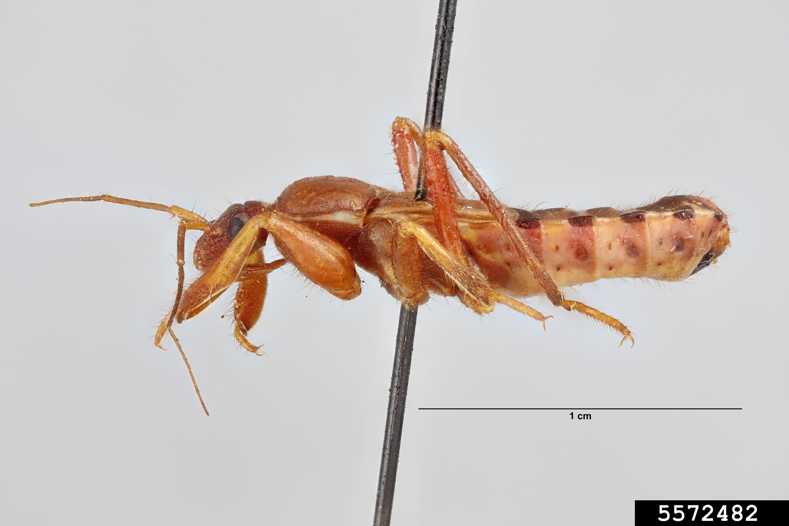 orangespotted assassin bug (Rasahus biguttatus (Say, 1832))