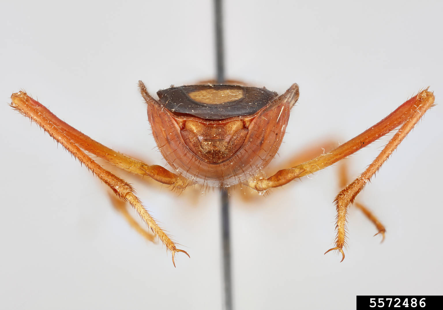 orangespotted assassin bug (Rasahus biguttatus (Say, 1832))