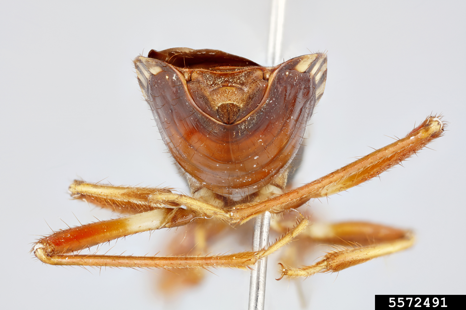 orangespotted assassin bug (Rasahus biguttatus (Say, 1832))