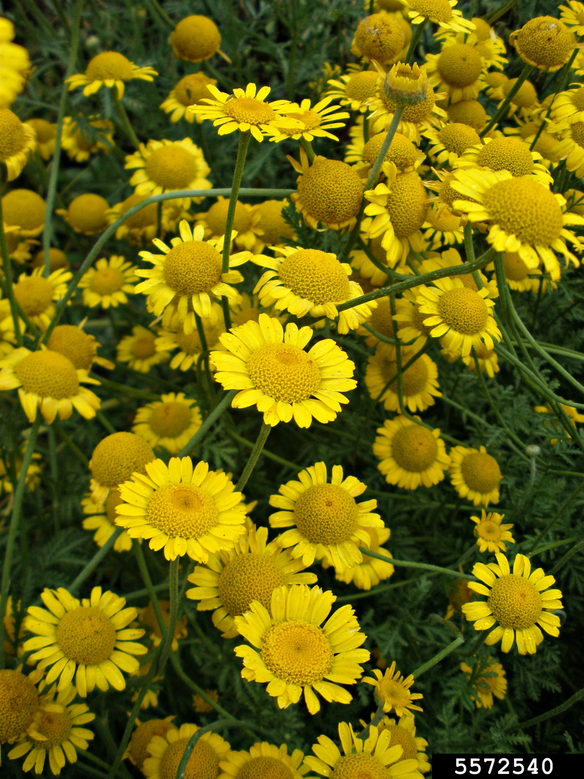 golden chamomile (Cota tinctoria)