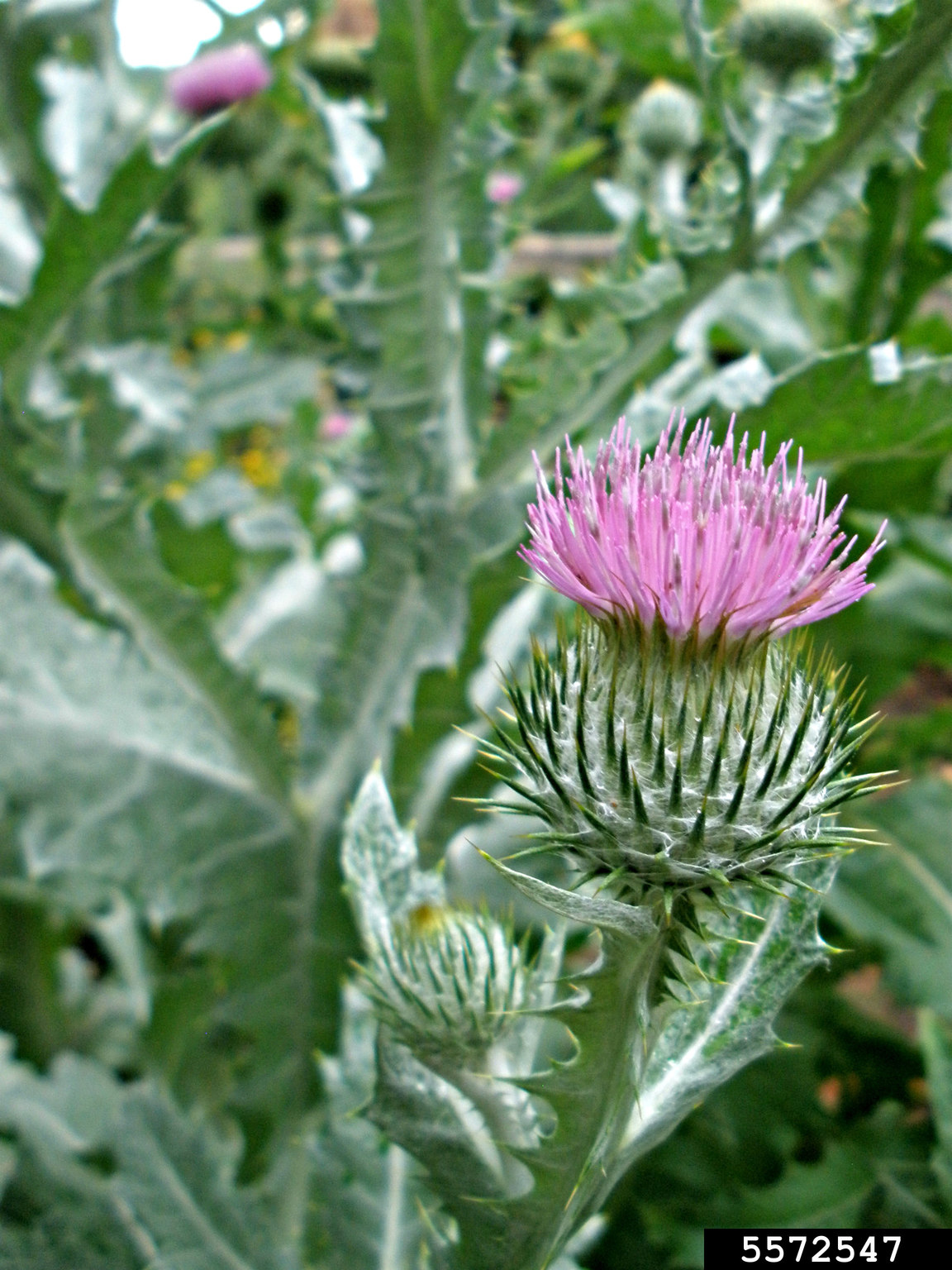 Scotch thistle (Onopordum acanthium)