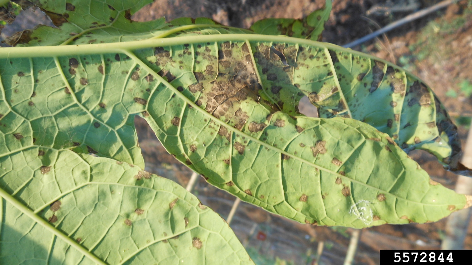 black spot of papaya (Asperisporium caricae)