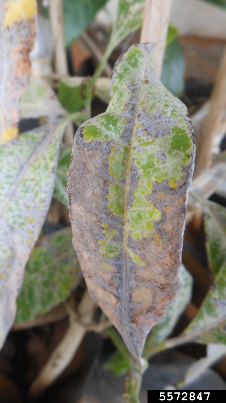 powdery mildew (Oidium mangiferae)