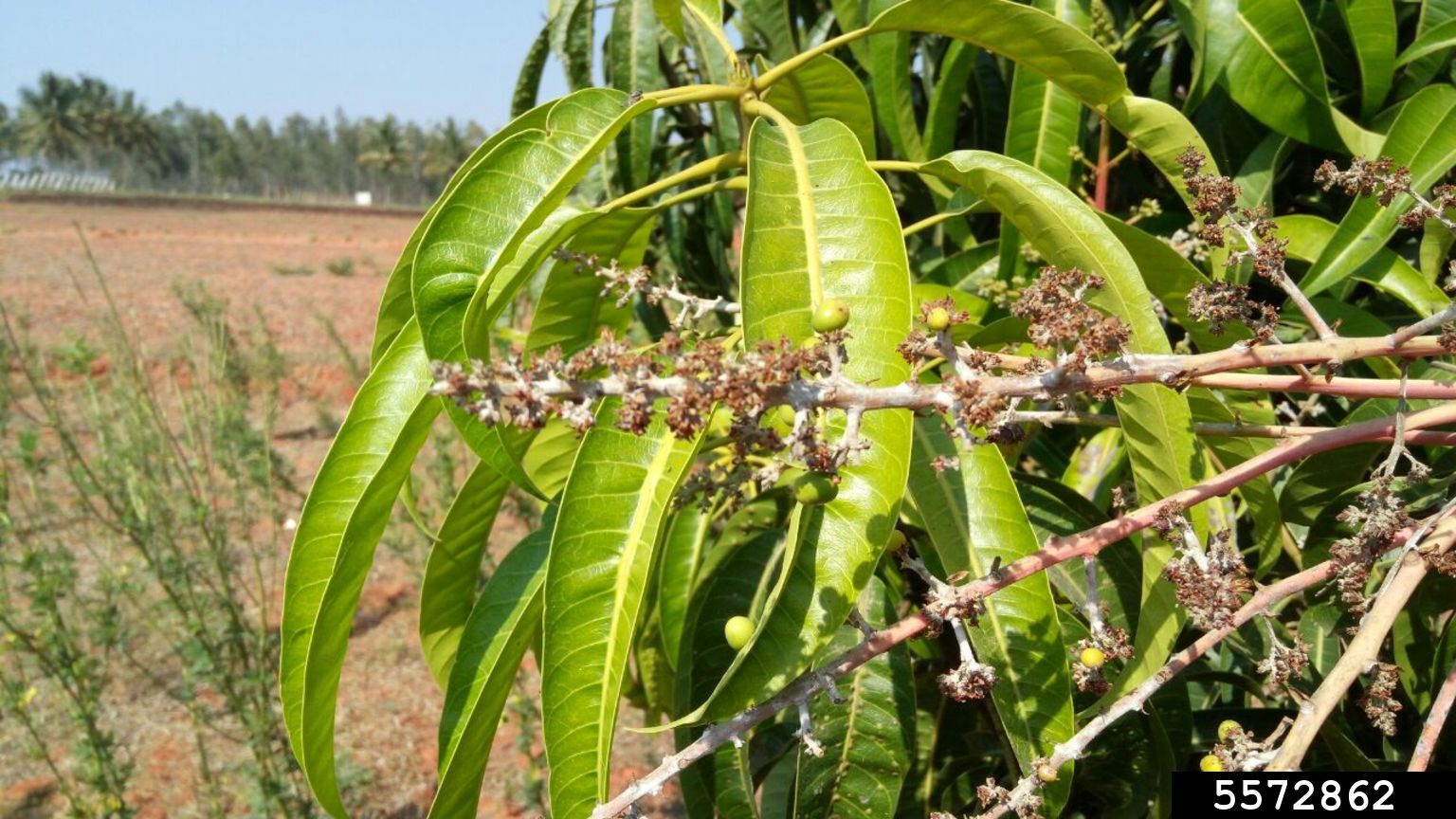 powdery mildew (Oidium mangiferae)