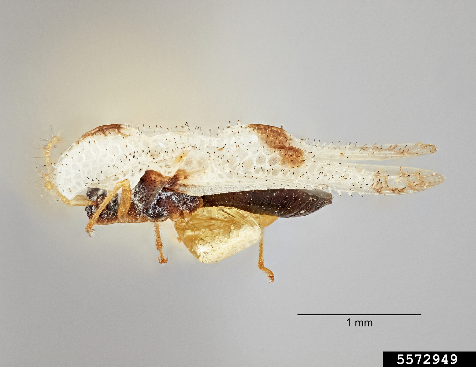 Western Sycamore Lace Bug Corythucha Confraterna Gibson western-sycamore-lace-bug-corythucha-confraterna-gibson