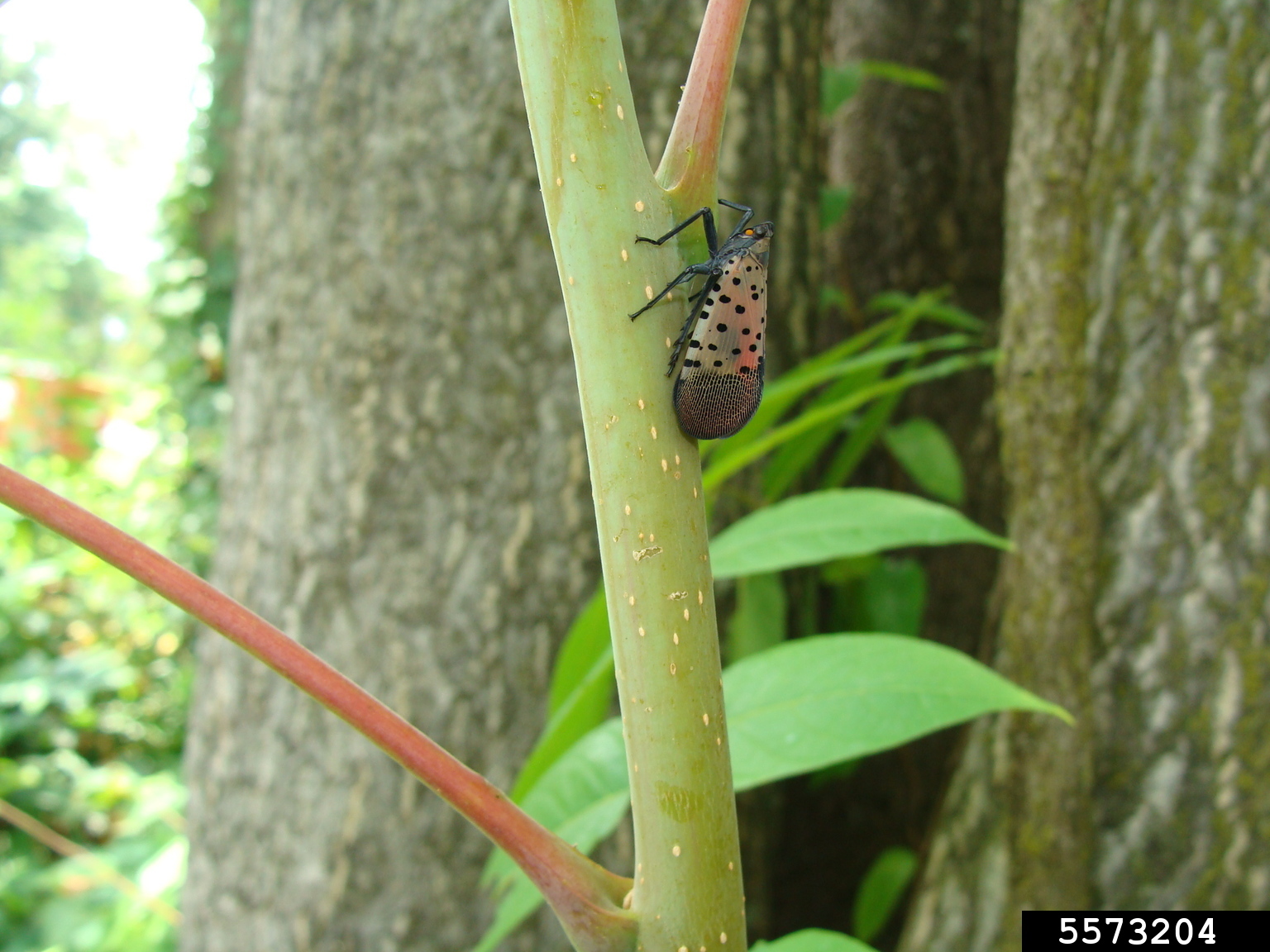 spotted lanternfly (Lycorma delicatula)