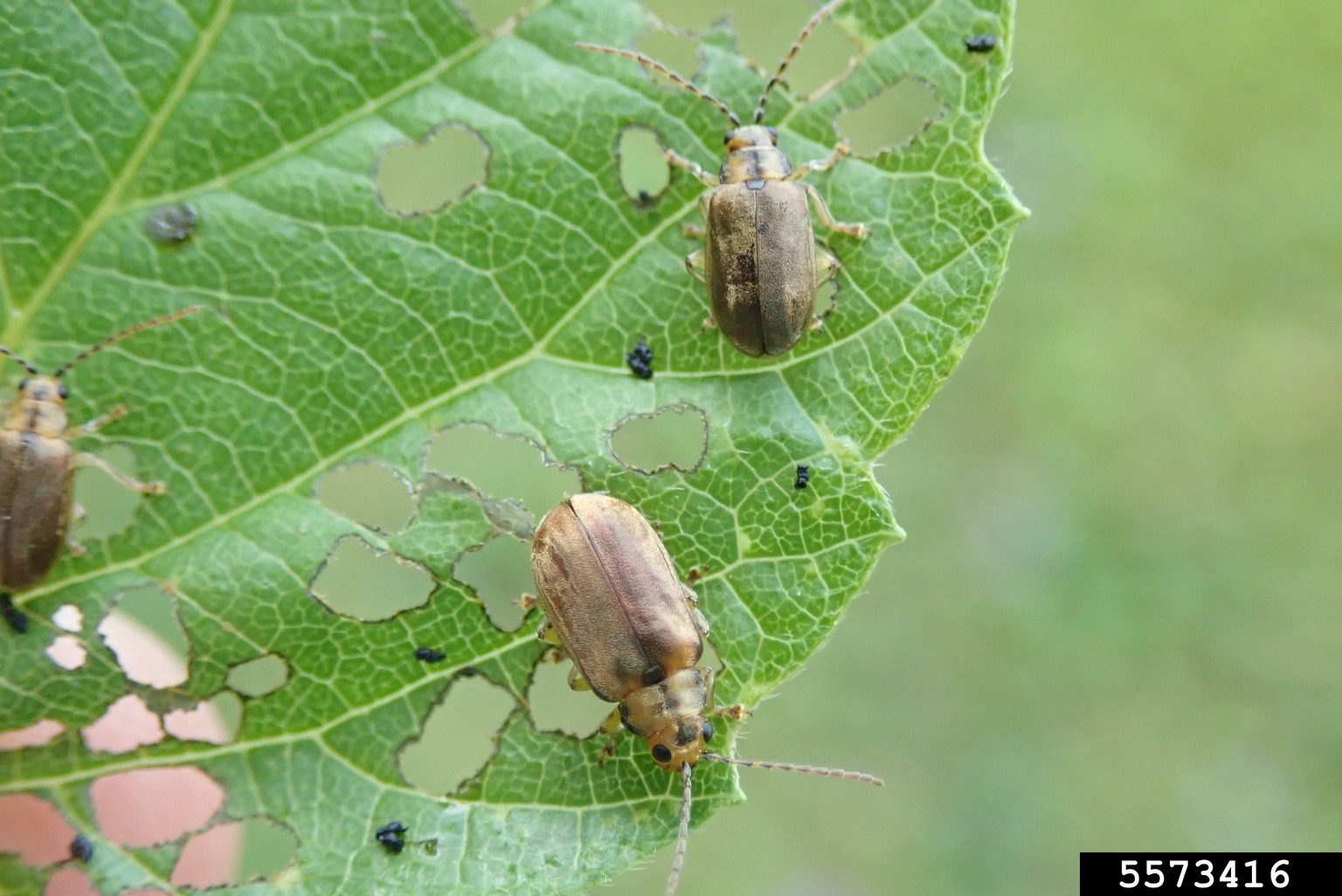 viburnum leaf beetle (Pyrrhalta viburni)