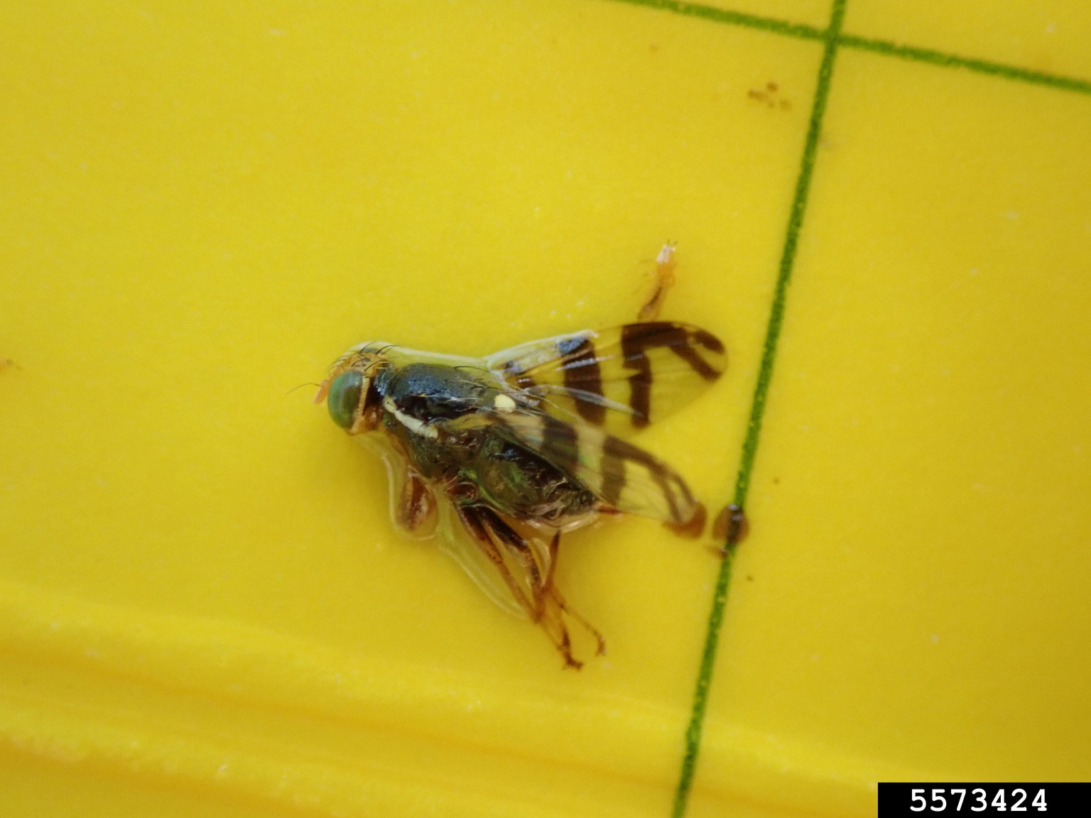 western cherry fruit fly (Rhagoletis indifferens)