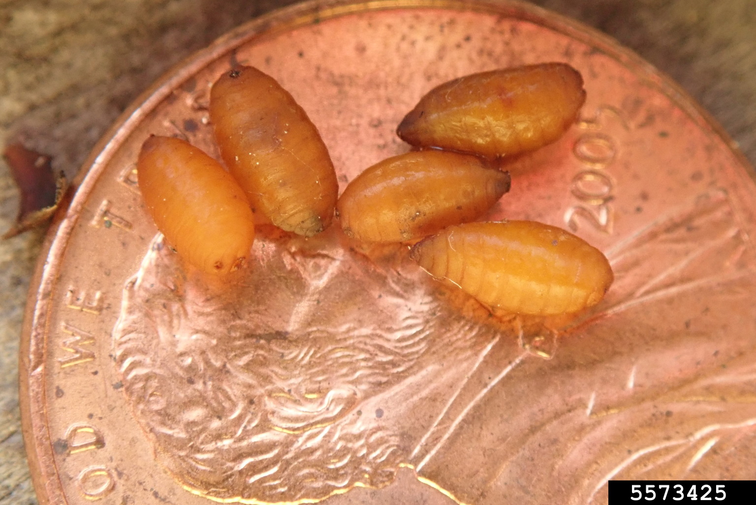 western cherry fruit fly (Rhagoletis indifferens)