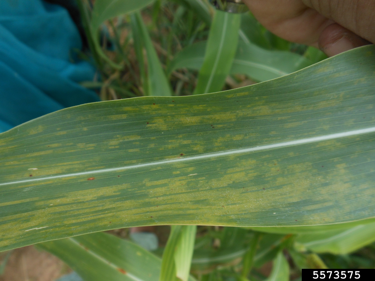 downy mildew (Sclerospora graminicola)