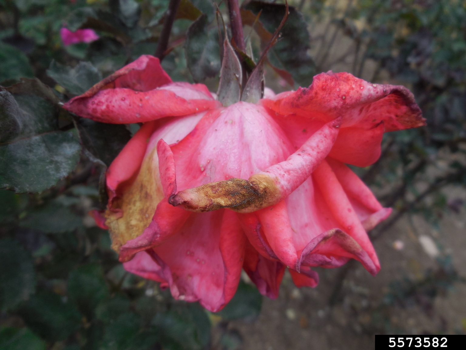 gray mold (Botrytis cinerea)