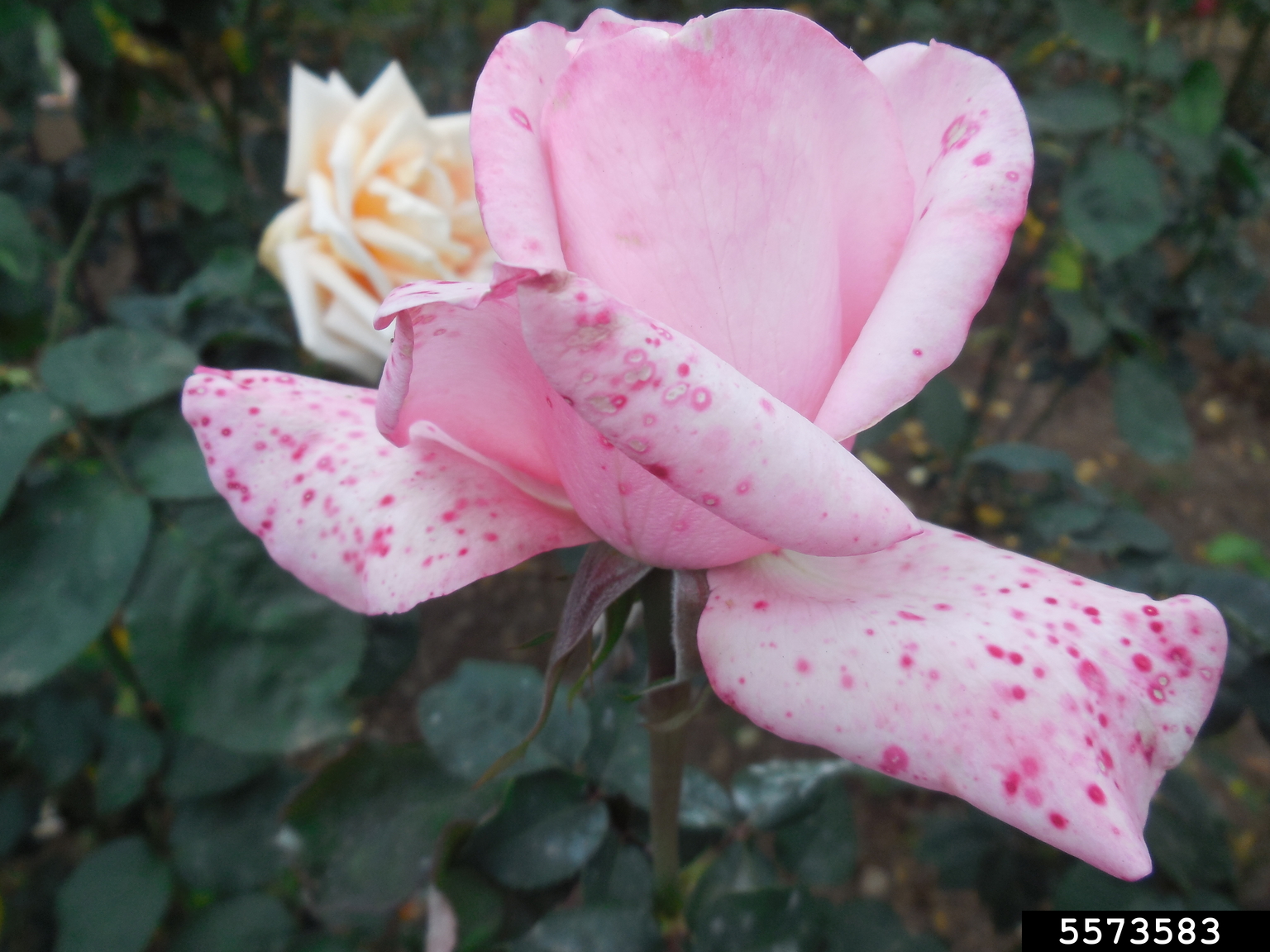 gray mold (Botrytis cinerea)