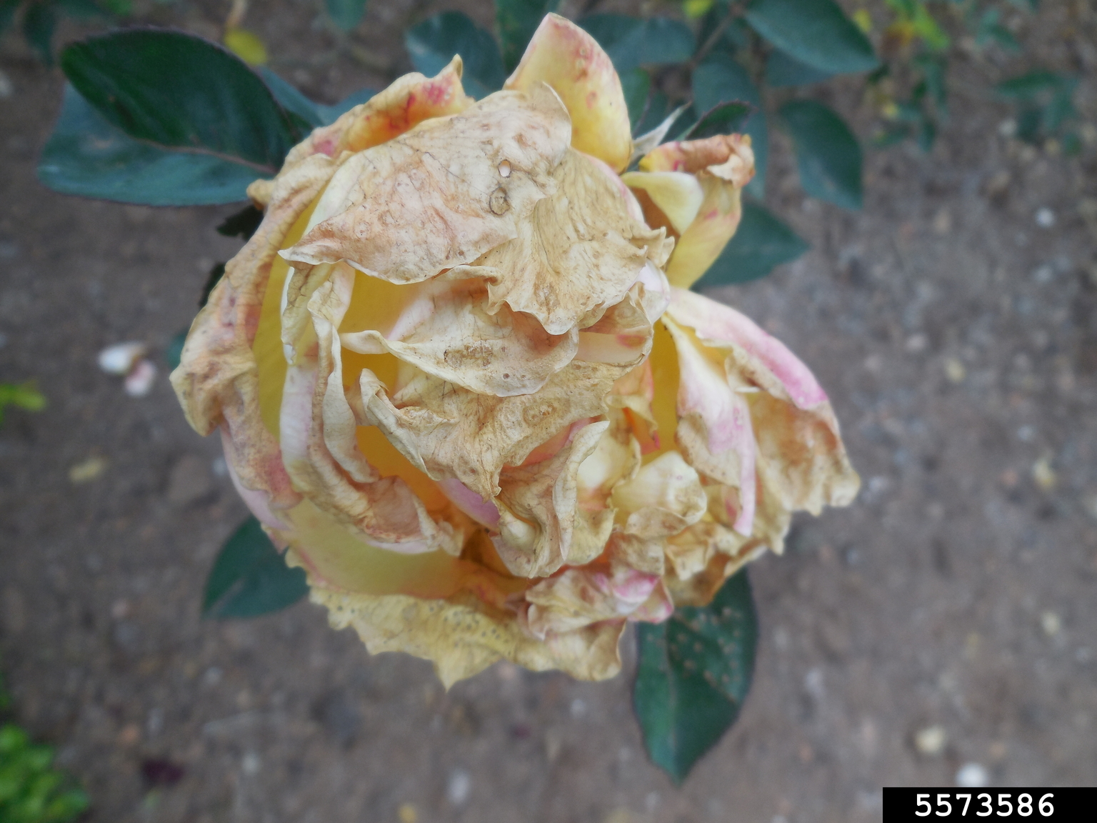 gray mold (Botrytis cinerea)