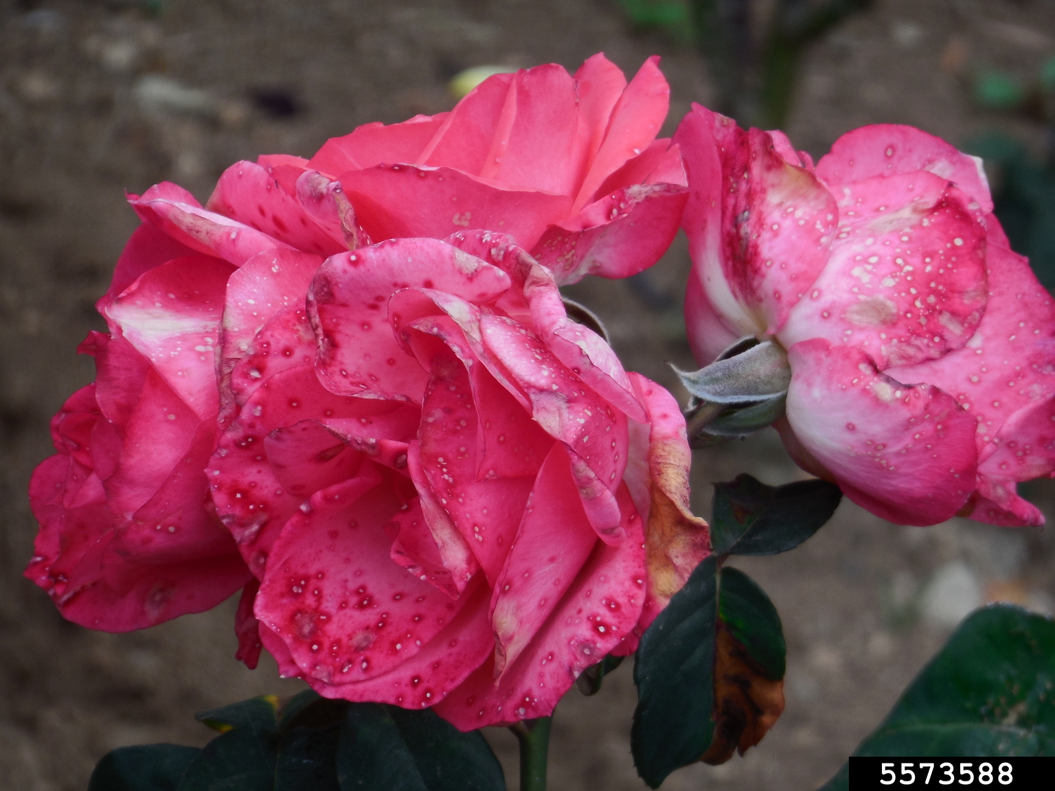 gray mold (Botrytis cinerea)