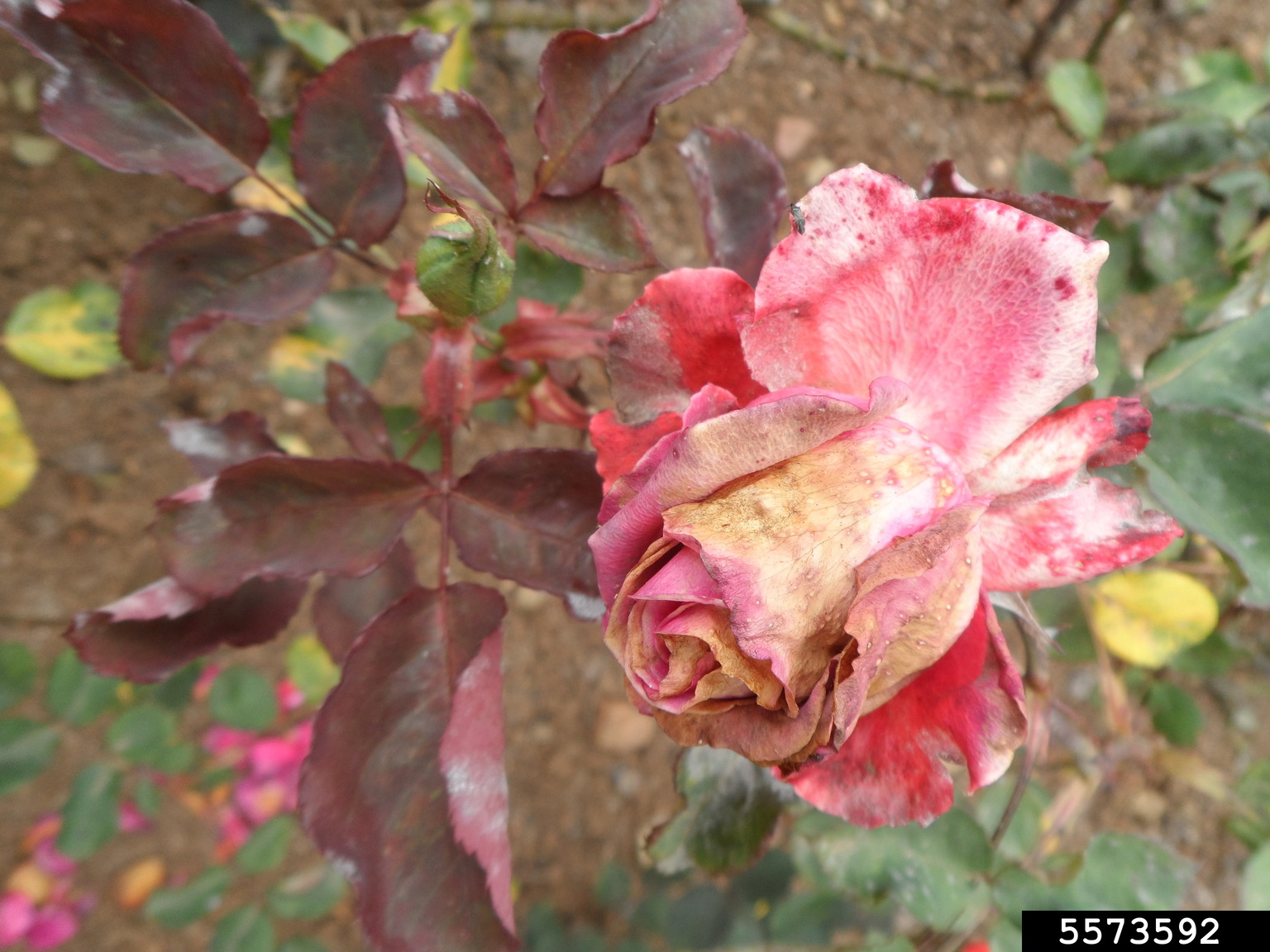 gray mold (Botrytis cinerea)