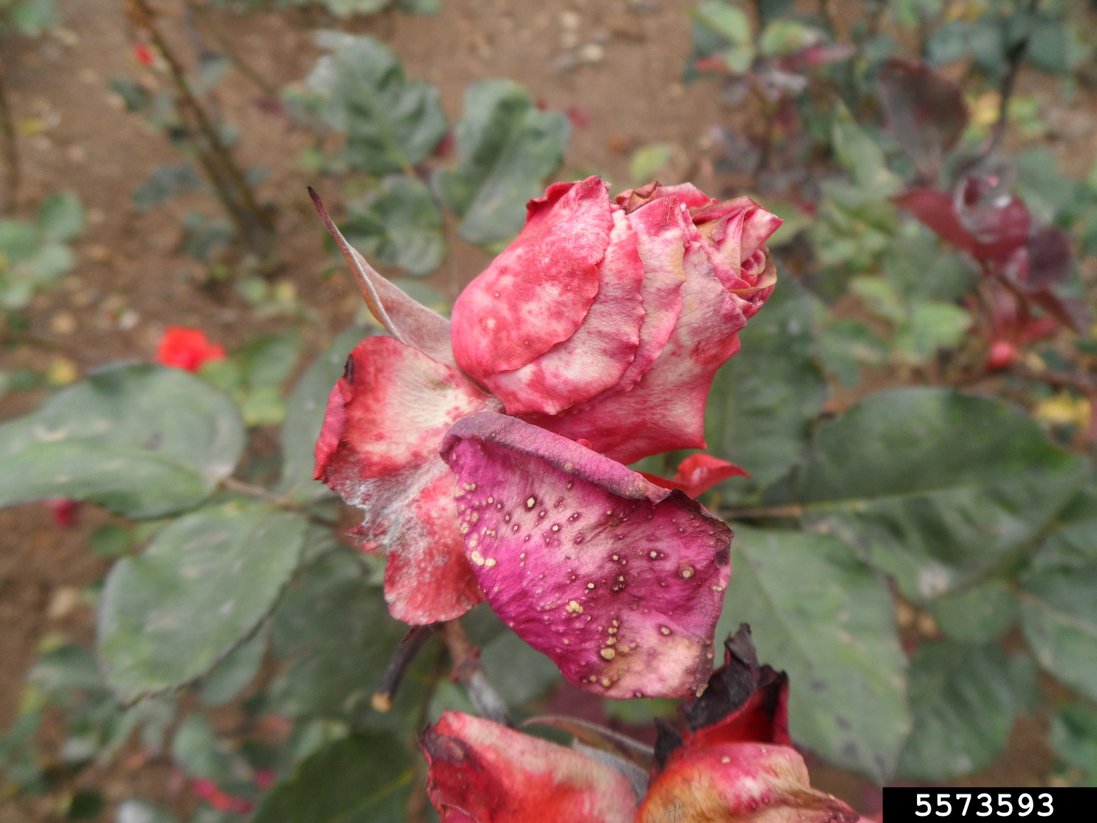 gray mold (Botrytis cinerea)