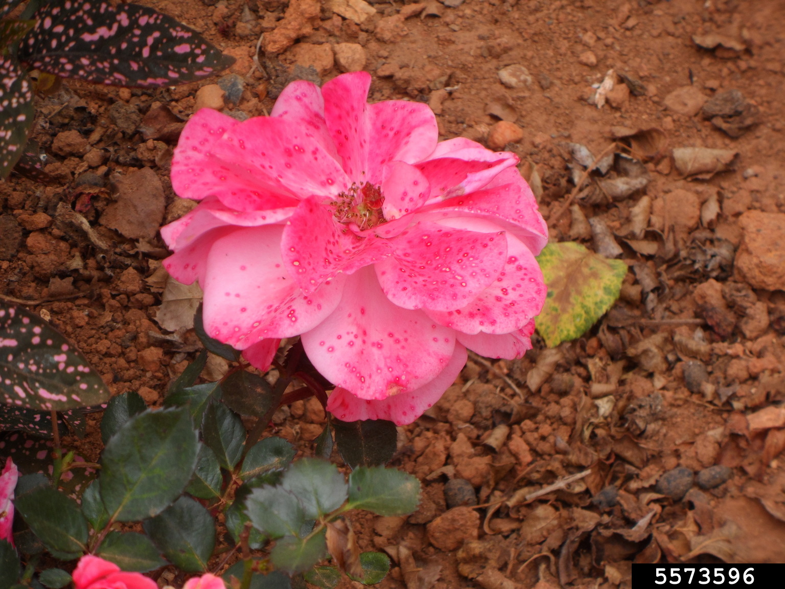 gray mold (Botrytis cinerea)