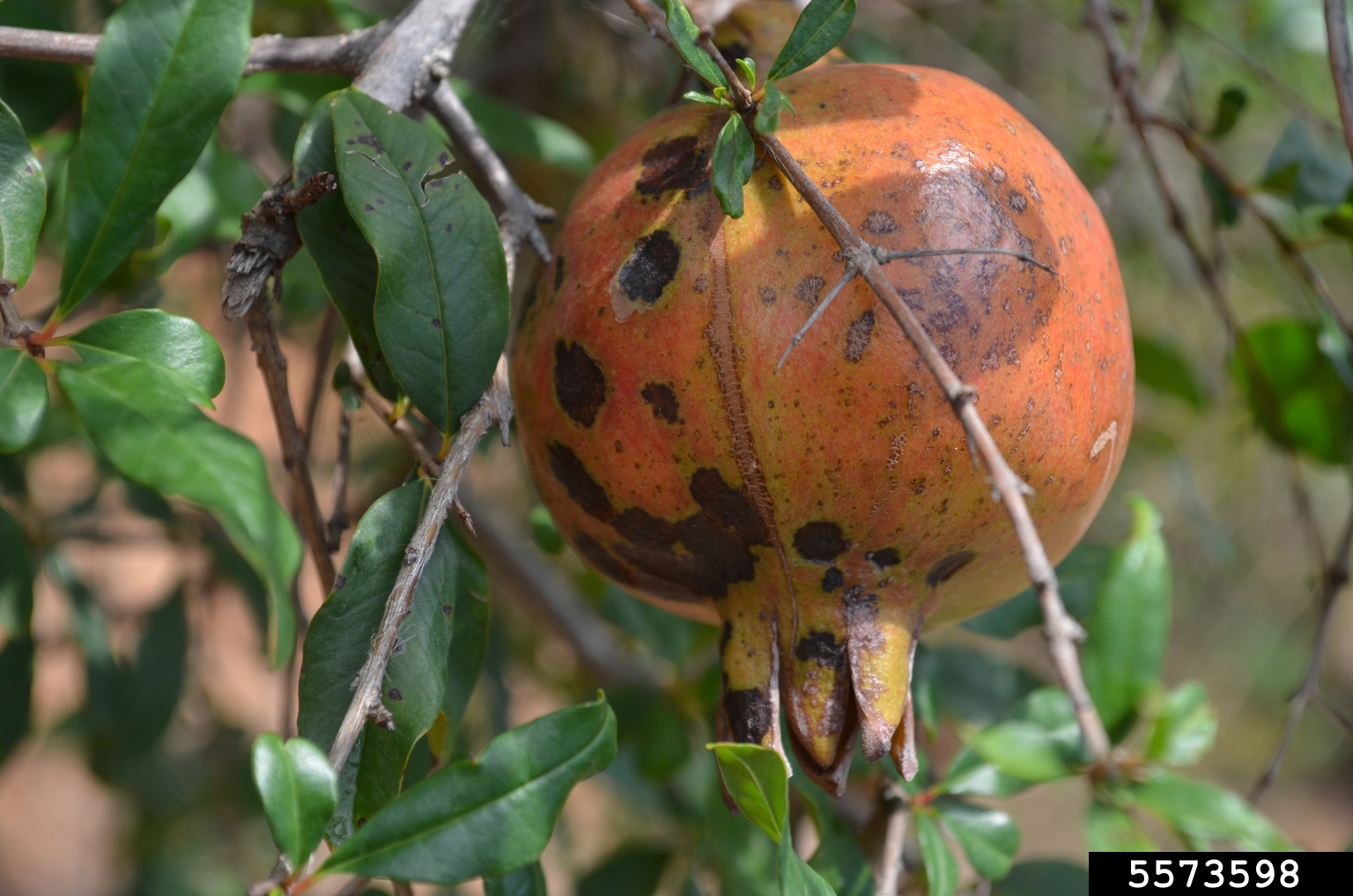 bitter rot and anthracnose (Colletotrichum gloeosporioides)