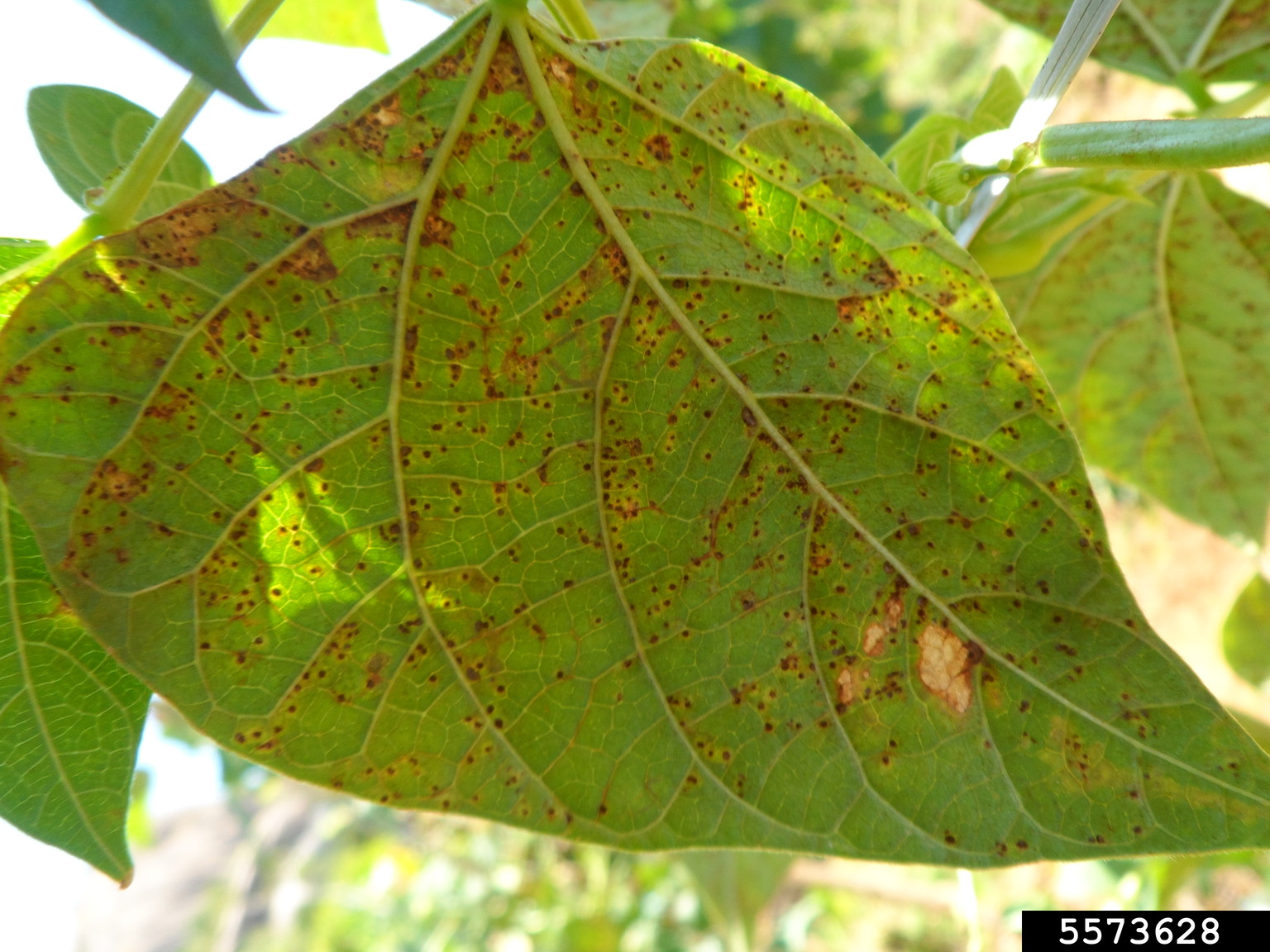 dry bean rust (Uromyces appendiculatus)