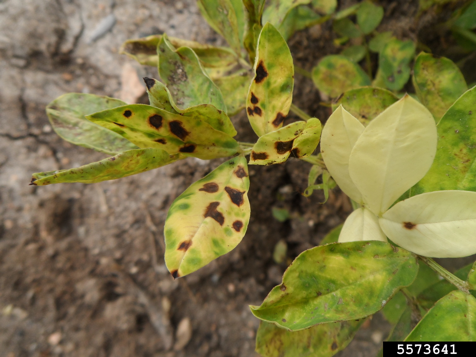 Cercospora leaf spot (Cercospora arachidicola)