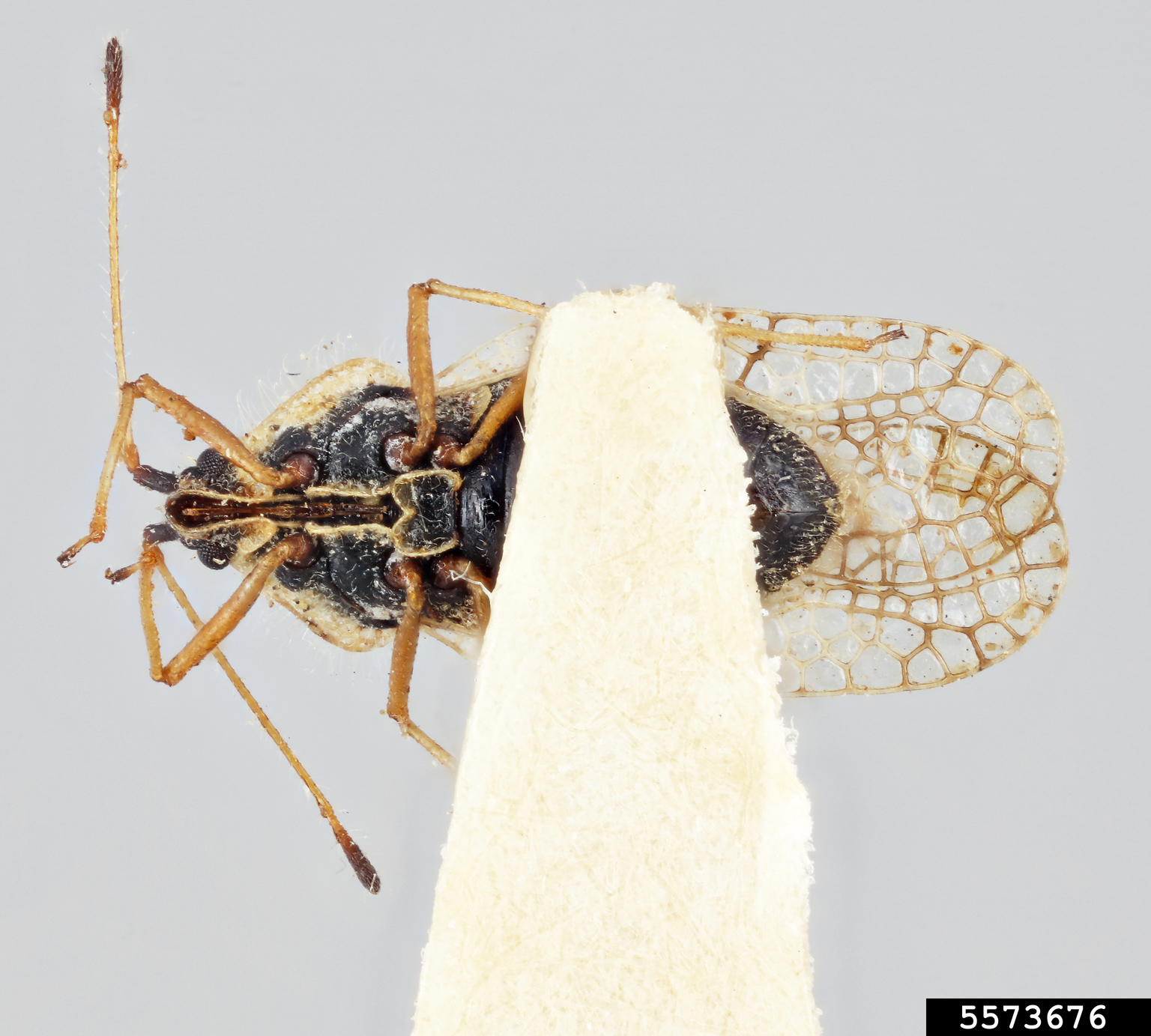 Lace bug (Gargaphia arizonica Drake & Carvalho)