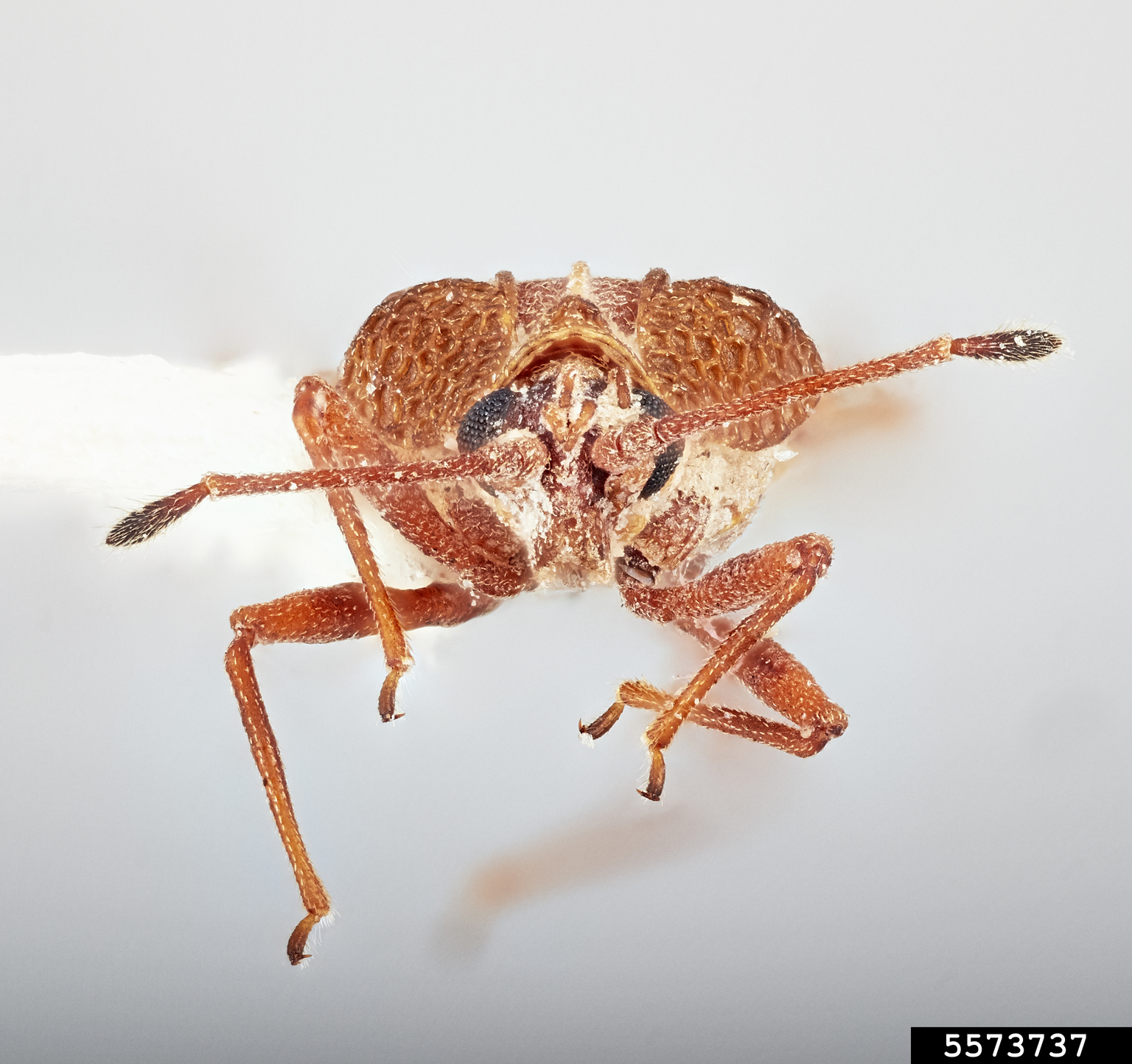 Lace bug (Physatocheila plexa Say)