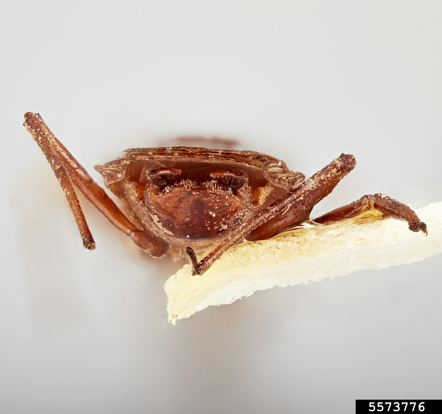 Lace bug (Teleonemia barberi Drake)