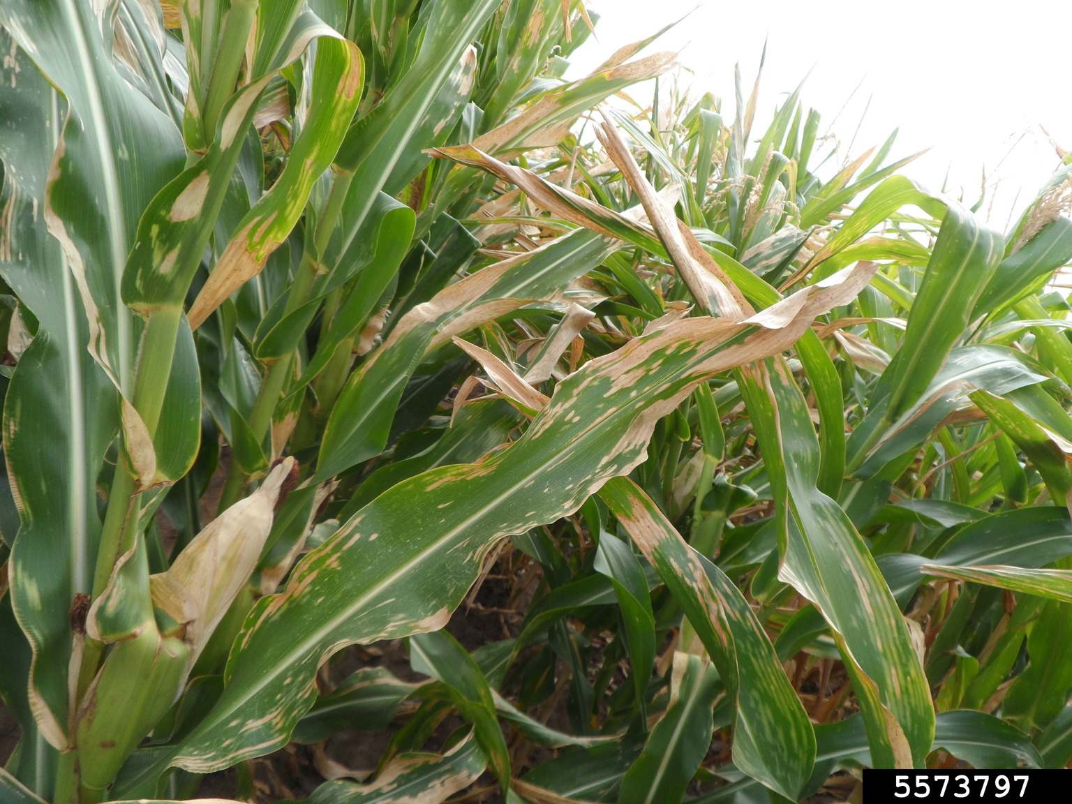 northern corn leaf blight (Exserohilum turcicum)