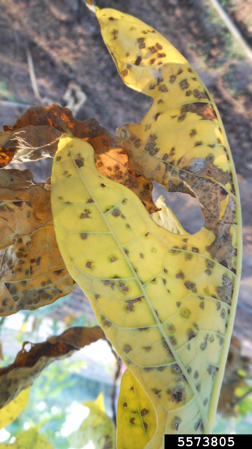 black spot of papaya (Asperisporium caricae)