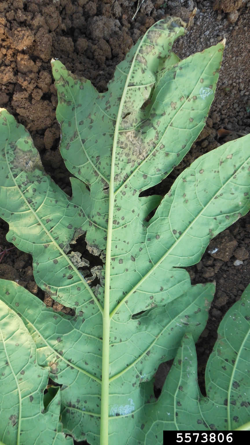 black spot of papaya (Asperisporium caricae)