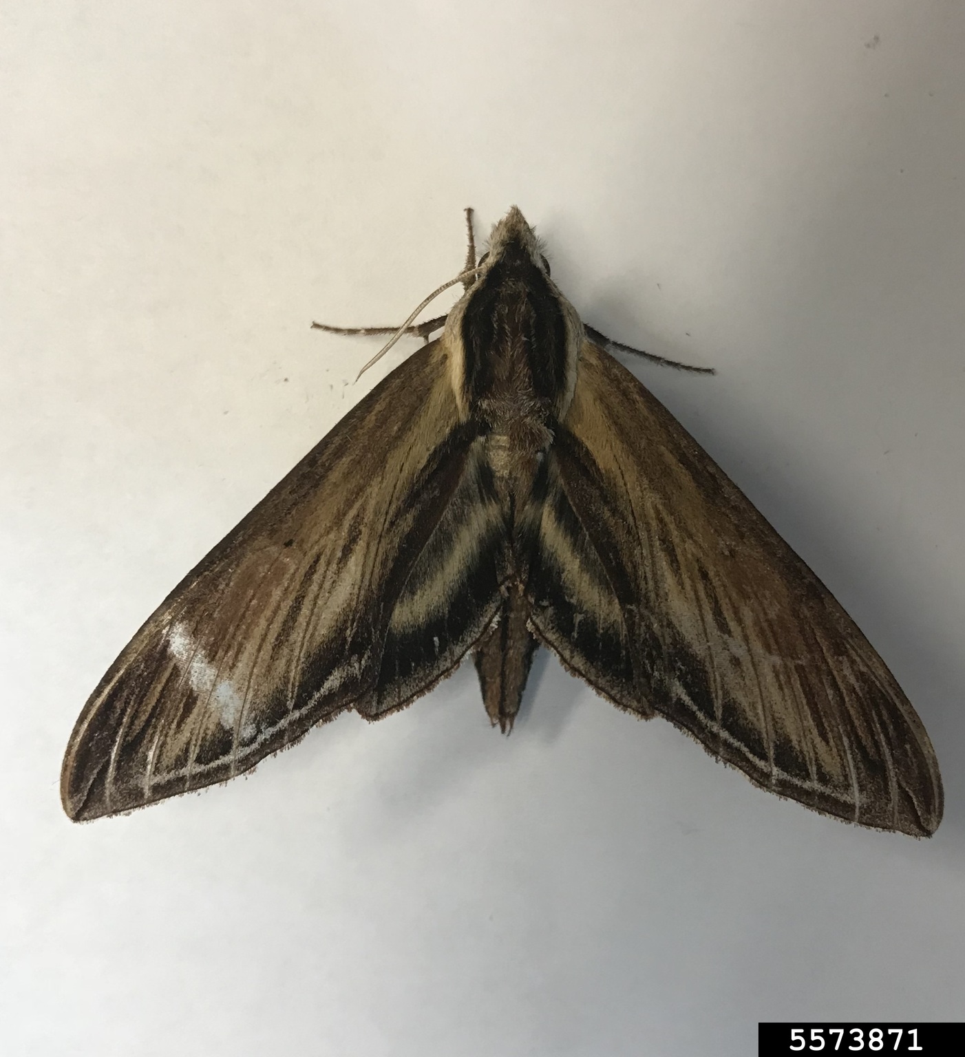 sphinx moths (Genus Pseudosphinx)