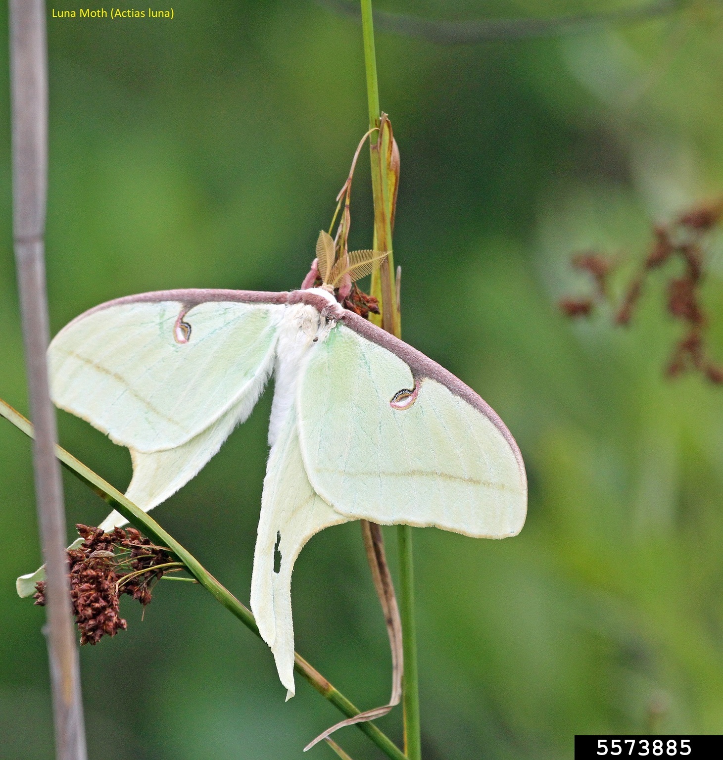 luna moth (Actias luna)