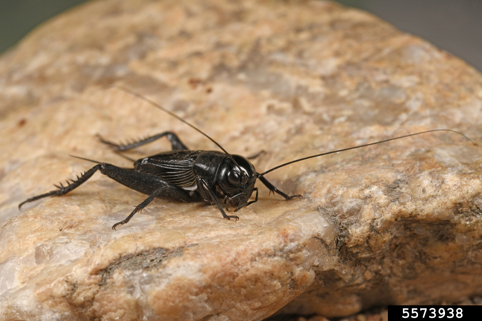 field cricket (Gryllus pennsylvanicus)