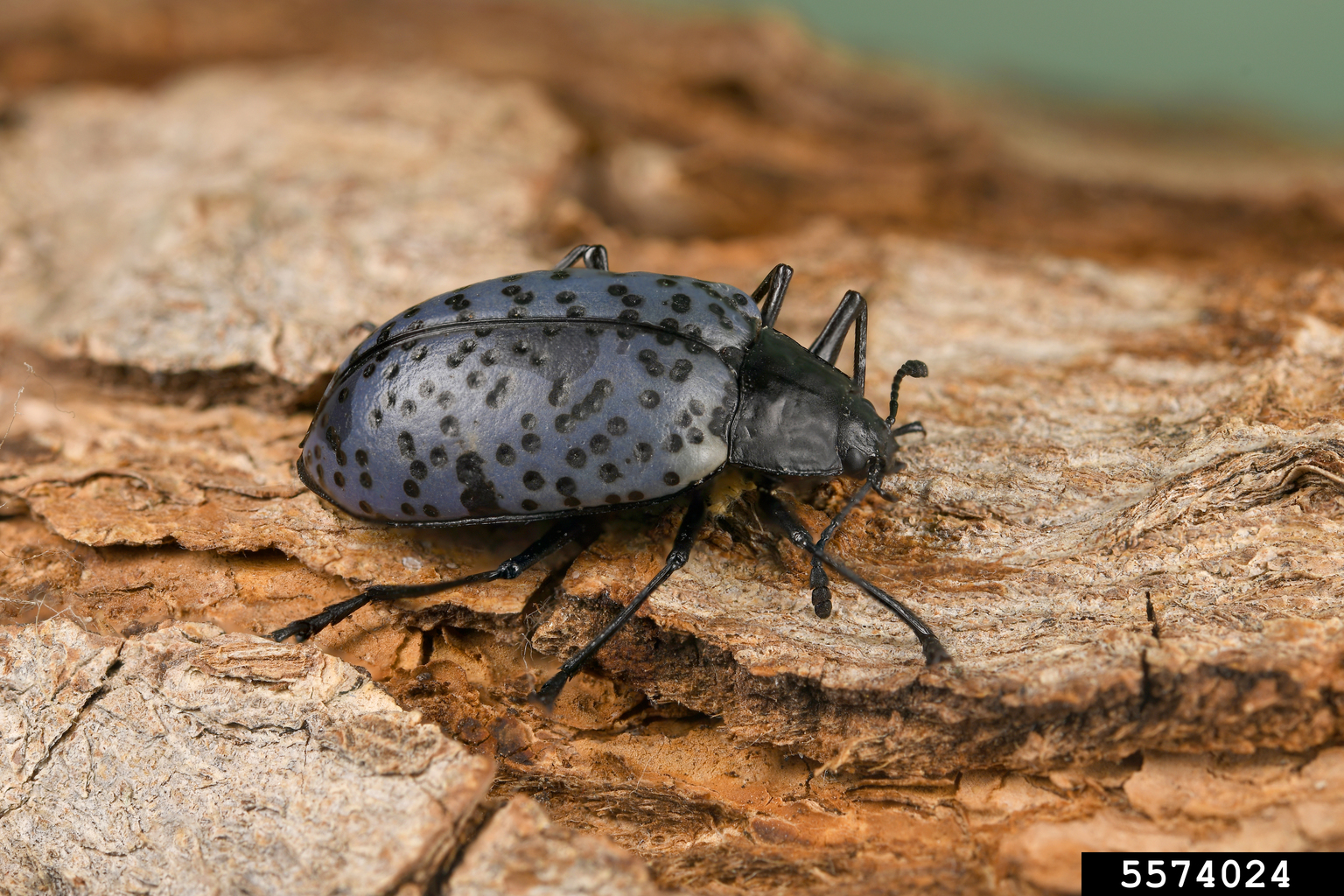 blue beetle (Gibbifer californicus)